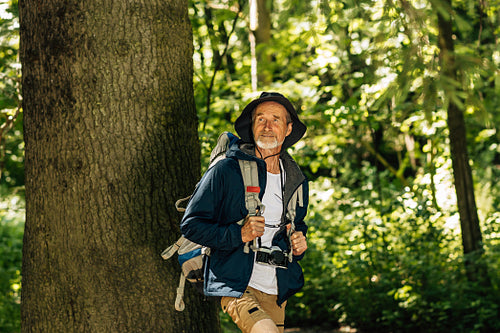 Senior tourist with a hat and backpack walking in forest near big tree