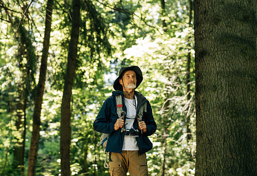 Portrait of senior male in hat near a big tree. Mature in hiking clothes standing in the forest.