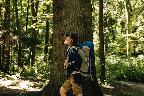 Side view of a senior male with a tourism backpack standing in a forest near a big tree. Mature tourist enjoying his forest walk.