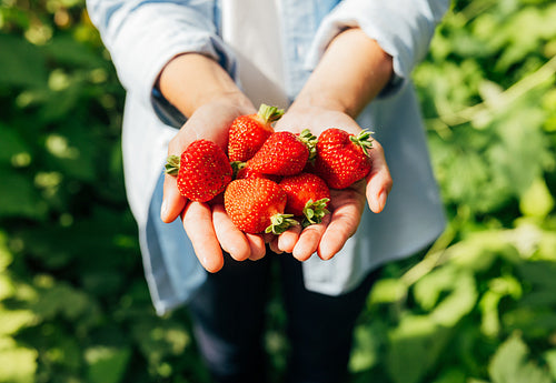 Close-up of an unrecognizable woman holding a strawberry in her hands outdoors