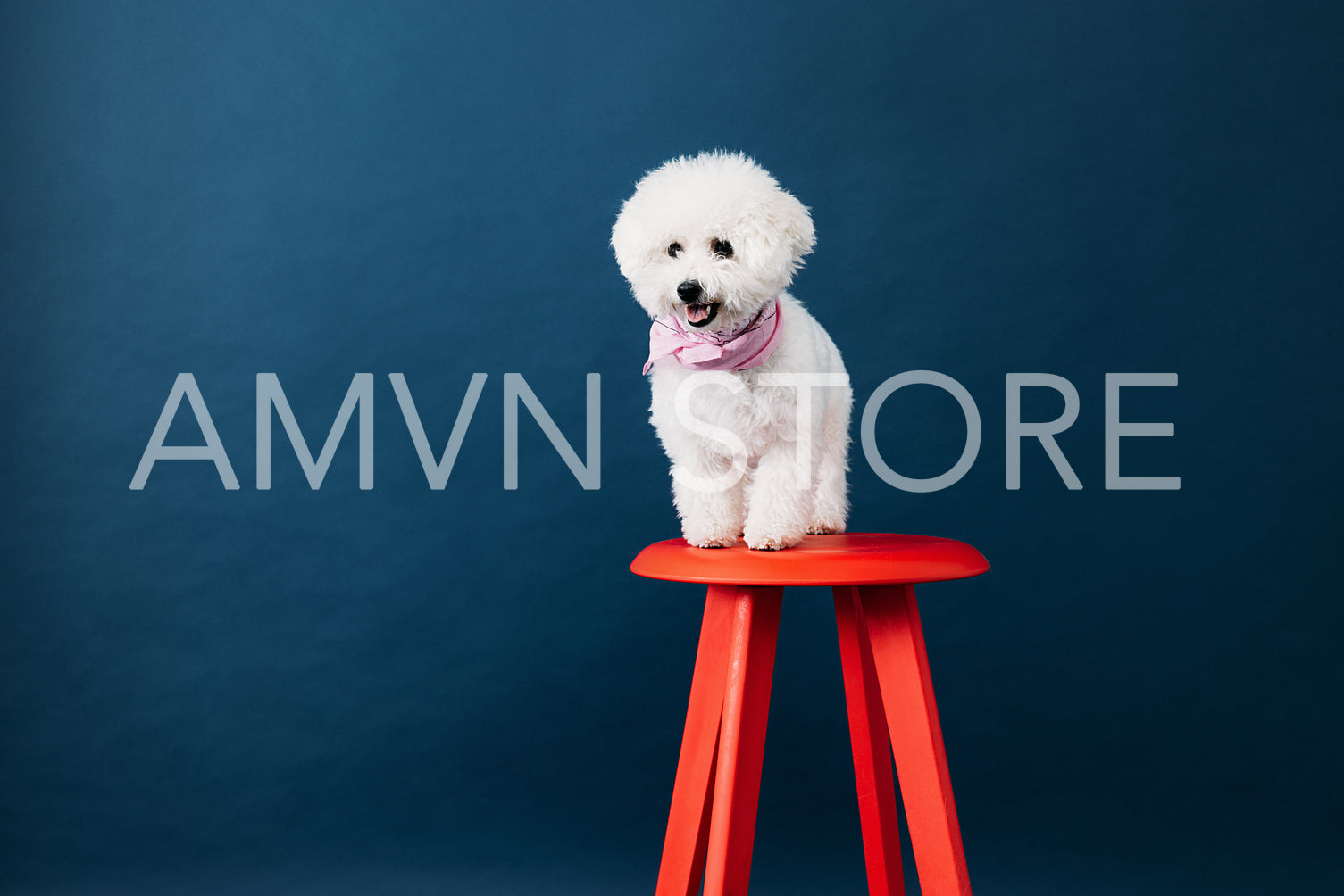 Little cute dog with white coat standing on red chair against bl