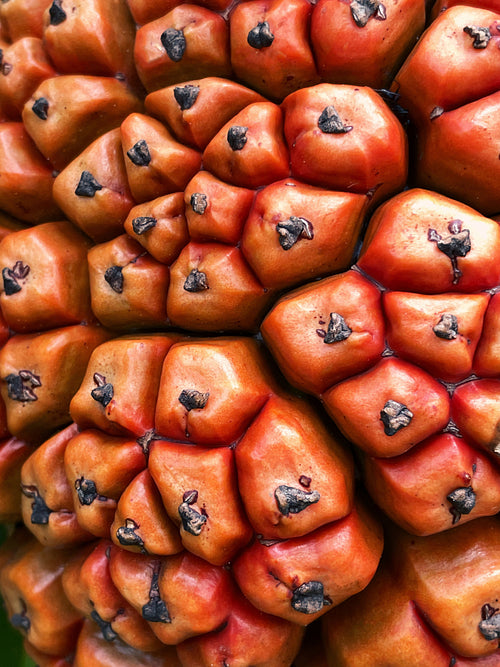 Close up of a tropical fruit Hala