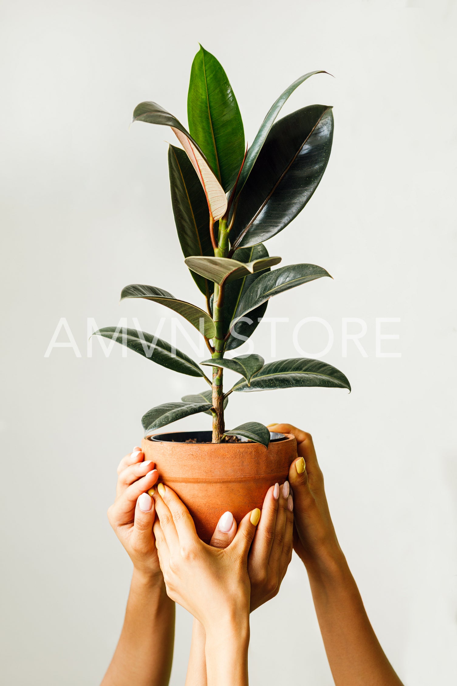 Four hands of women holding a pot with a ficus	