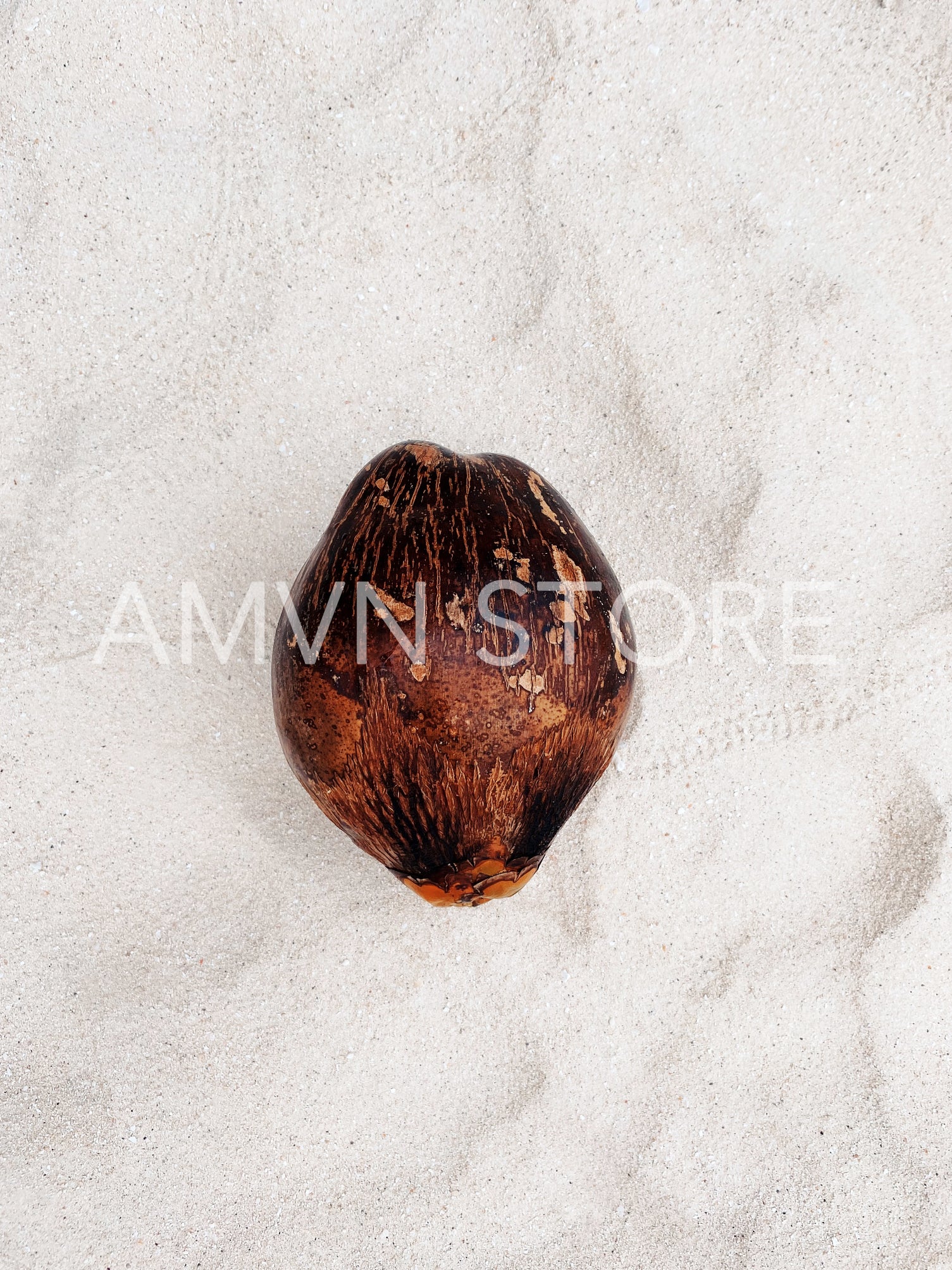 High angle view on a coconut on a white sand