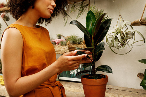 Side view of young female touching leaf of ficus in the botanical studio