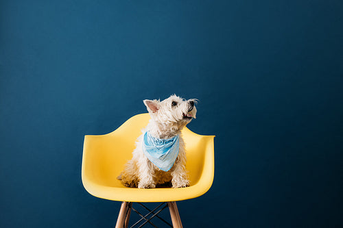 Little dog with white fur sitting on yellow chair against blue backdrop