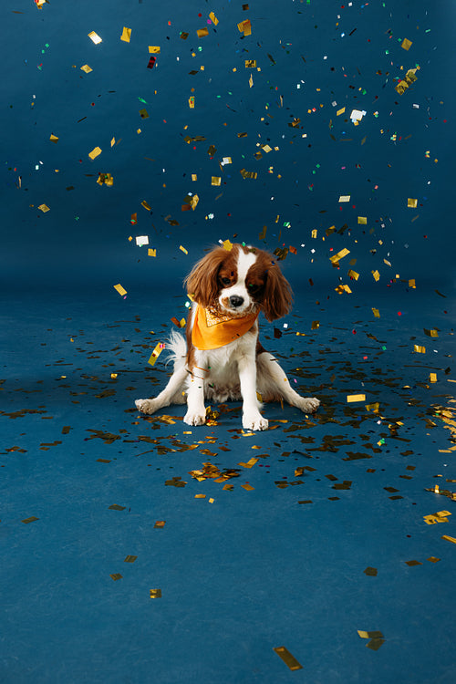 Cute little dog sitting on a blue background under golden confet