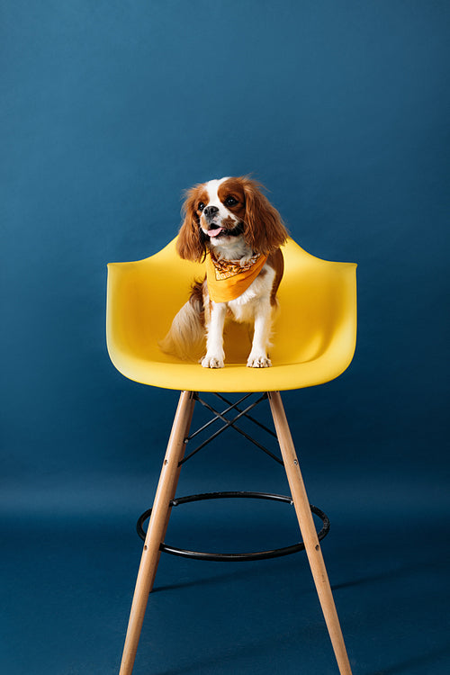 Cute dog with bandana sitting on yellow chair against blue backdrop in studio