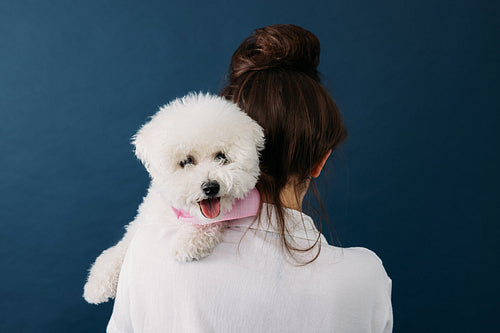 Little fluffy dog looking at camera while lying on the shoulder