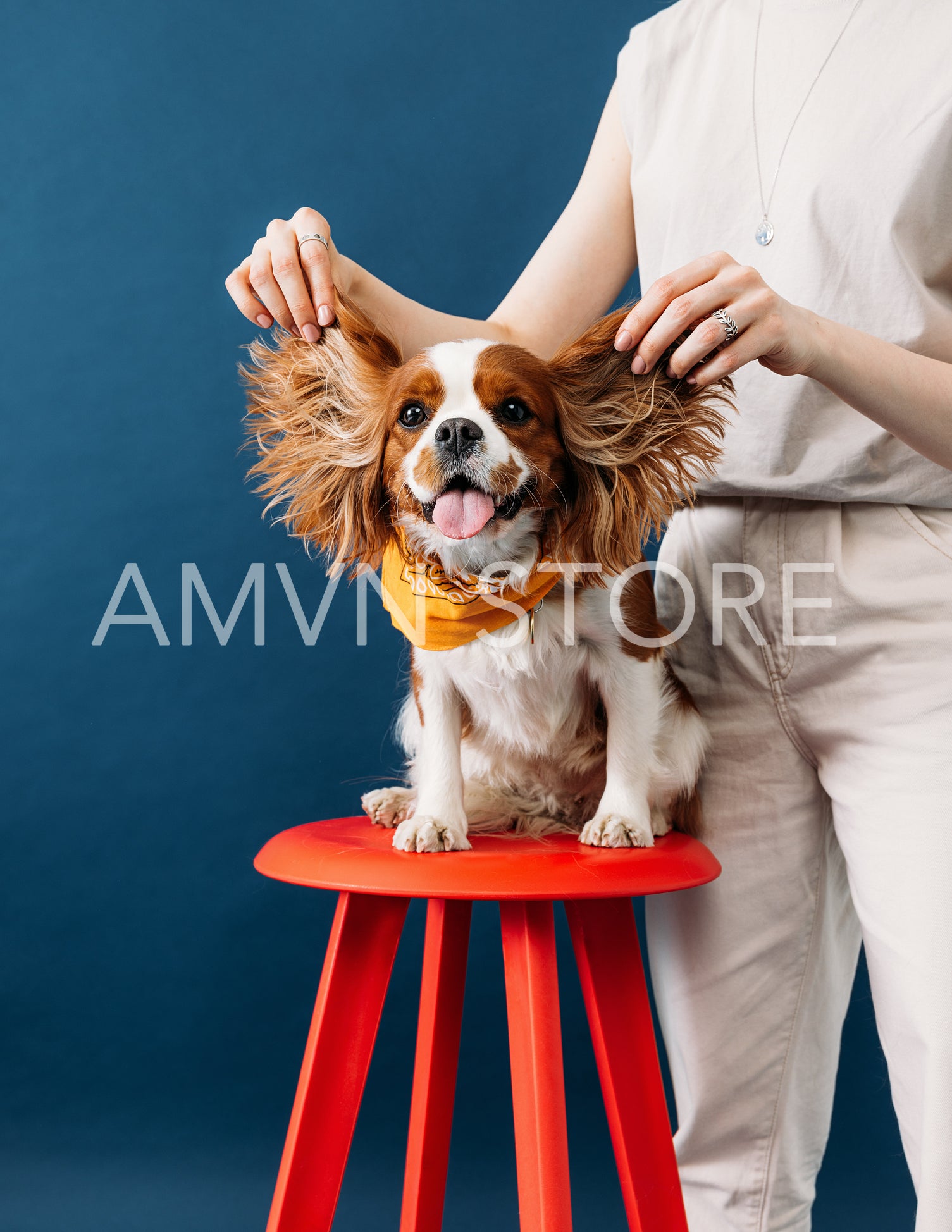 Close up of cute little dog sitting on a red chair. Hands of a w