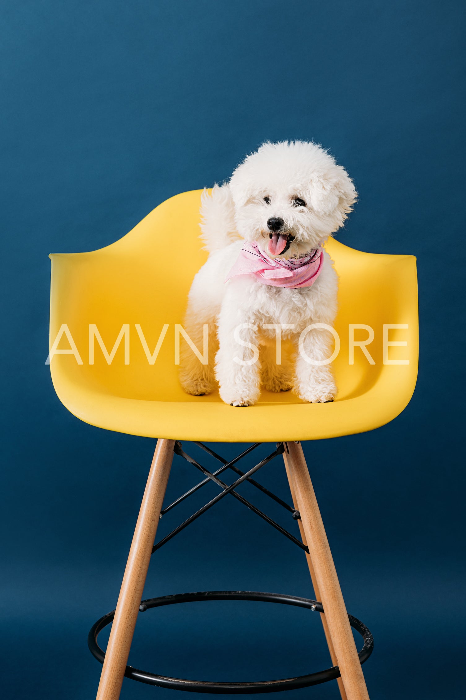 Cute white dog sitting on a yellow chair against a blue backdrop in studio