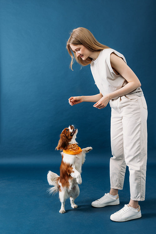 Little dog stands on its hind legs. Pet owner playing with cute