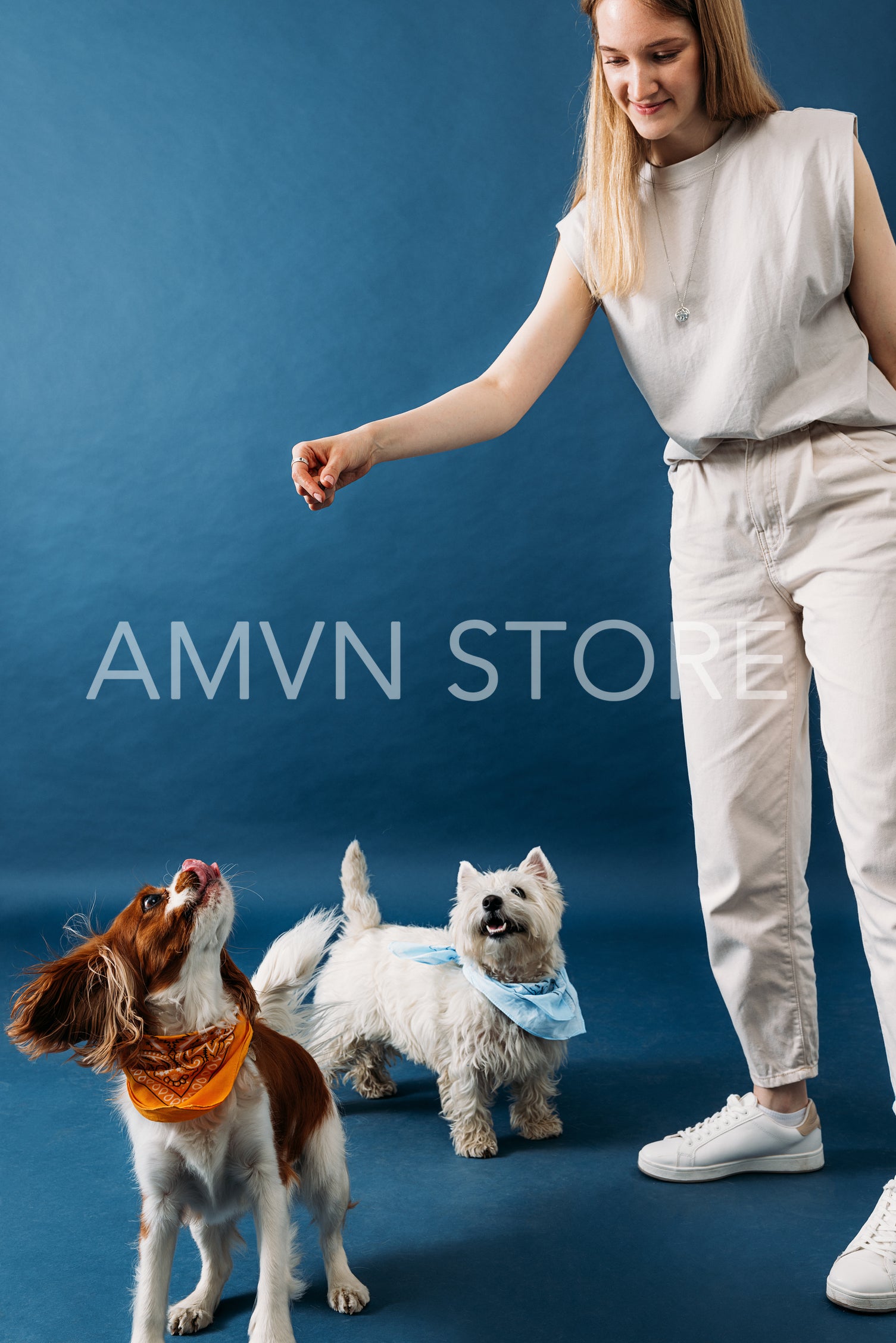 Young female in casual clothes feeding two little dogs on a blue