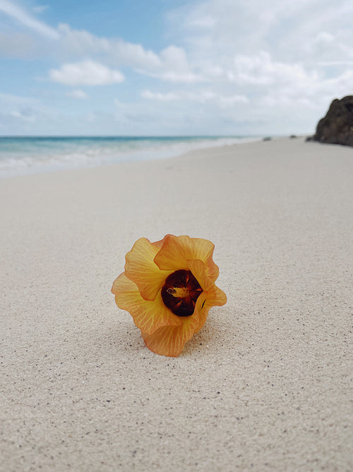 Orange flower on a sand