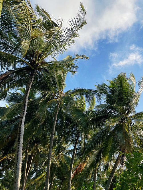 A lot of palms at tropical island