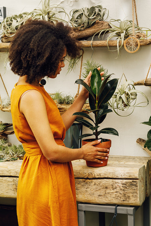 Woman looking on a ficus at her botanical garden