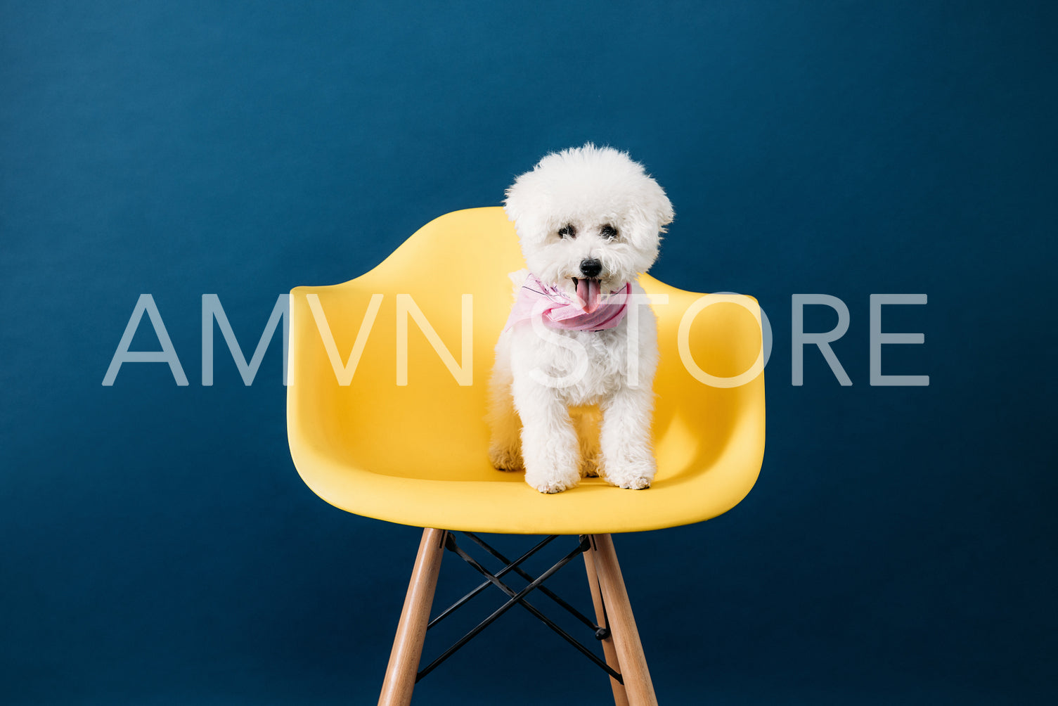 Cute little dog with white fur standing on yellow chair against blue backdrop