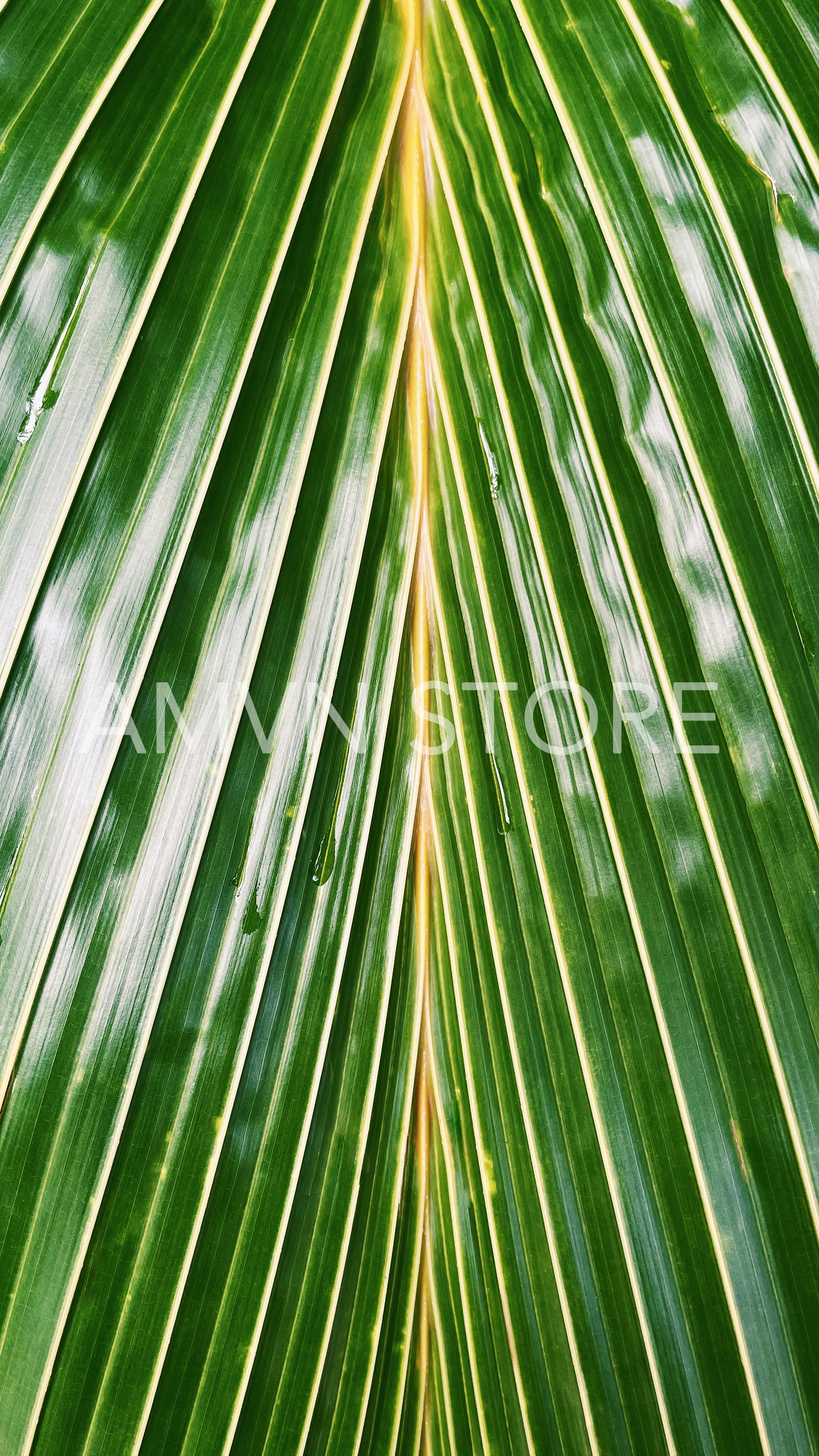 Cropped shot of a big palm leaf