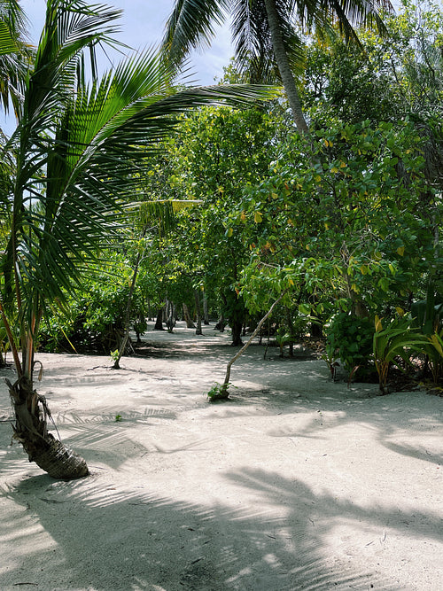 Tropical island with a lot of palms at sunny day