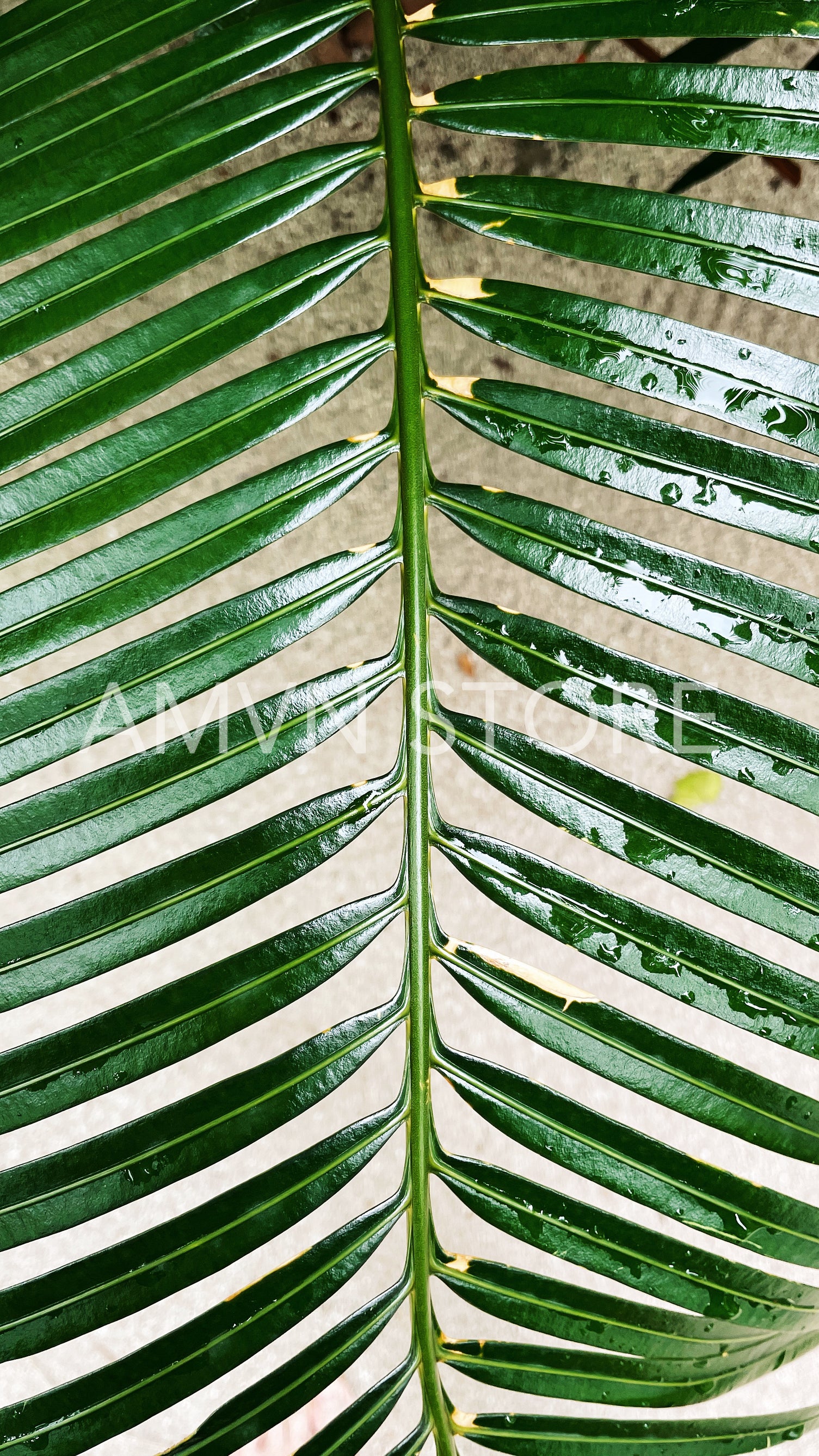 Big branch of palm with a lots of green leafs