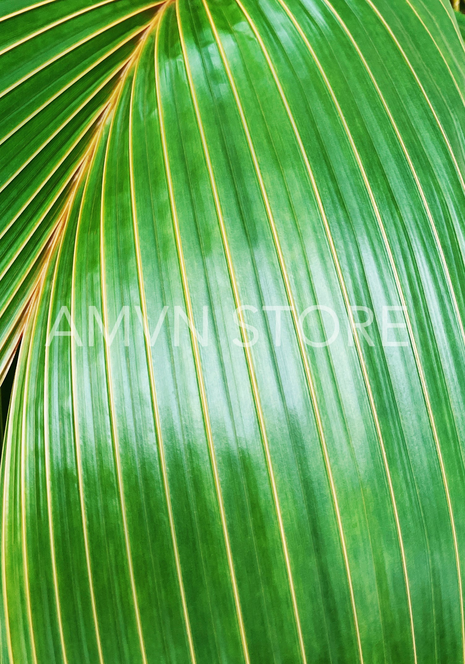 Natural pattern of a green palm leaf