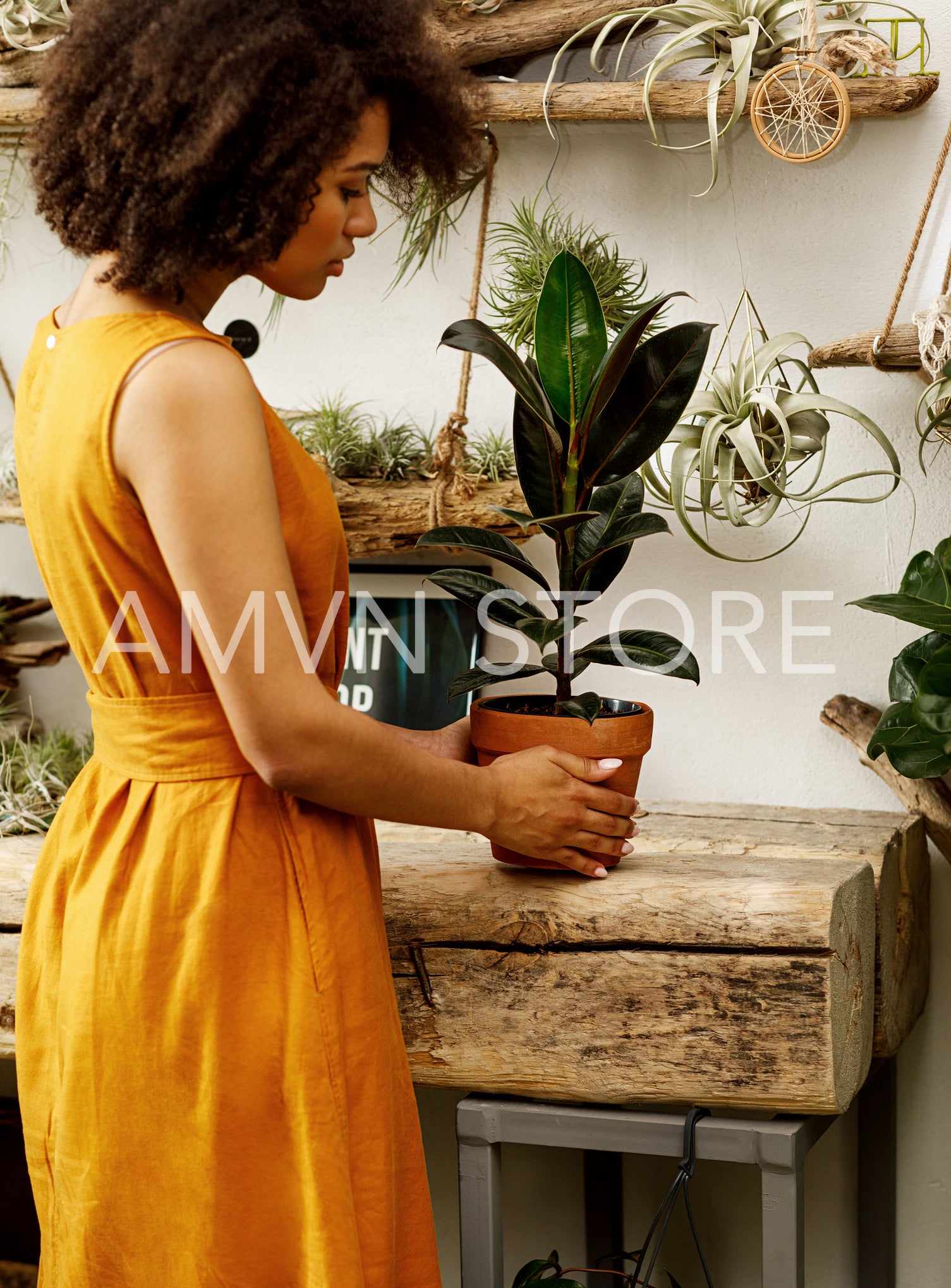 Woman looking on a ficus at her botanical garden	