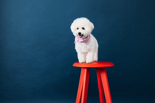 Little cute dog with white coat standing on red chair against bl