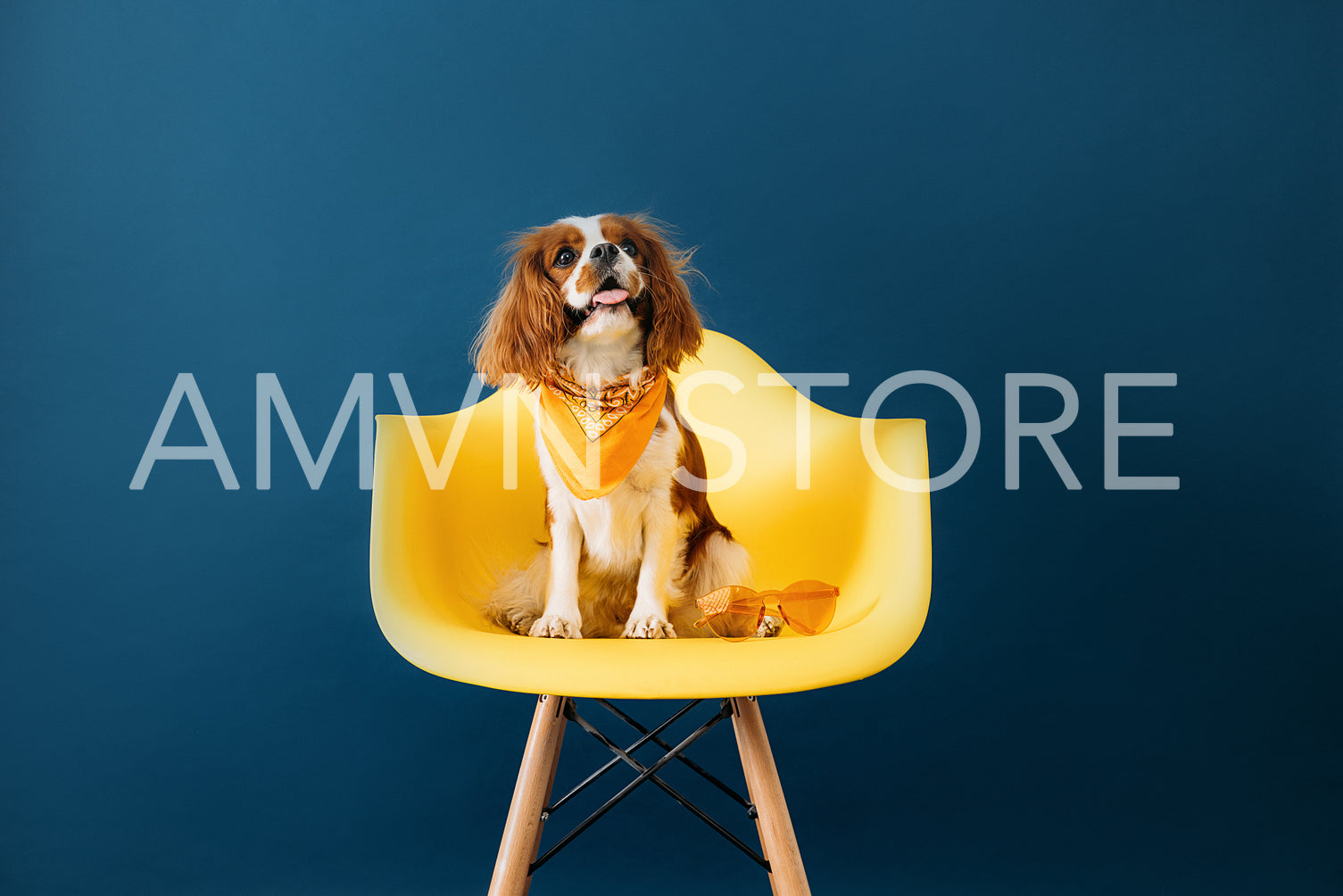 Cute little dog sitting on yellow chair against blue backdrop