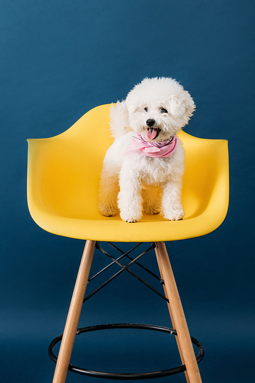 Cute white dog sitting on a yellow chair against a blue backdrop in studio