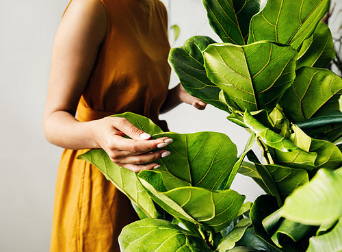 Hand of a young botanist holding a leaf. Woman florist working in plant shop.