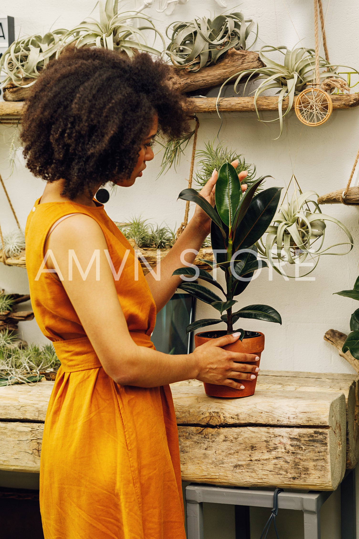 Woman looking on a ficus at her botanical garden	