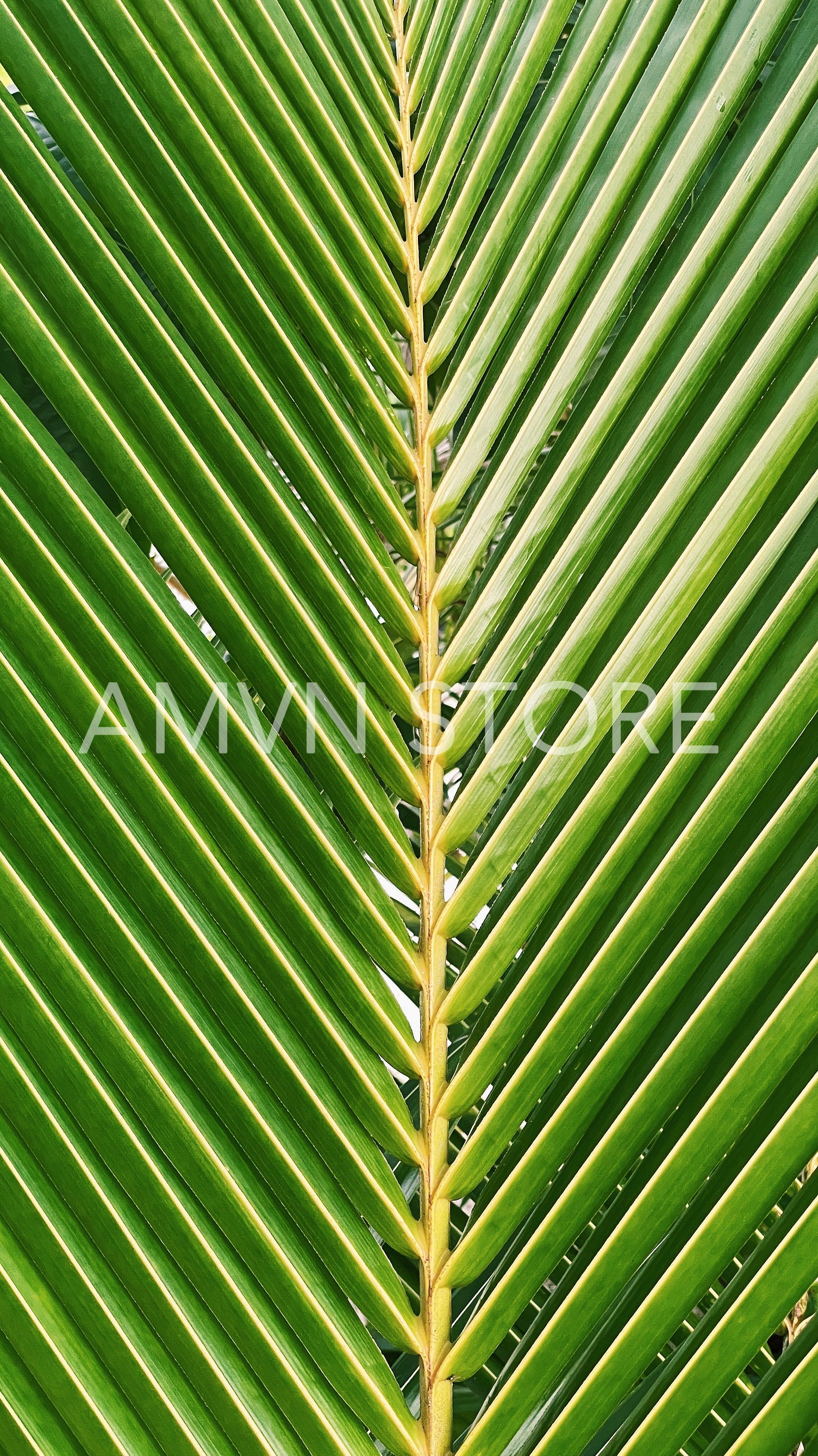 Branch of a tropical palm with a lots of leafs